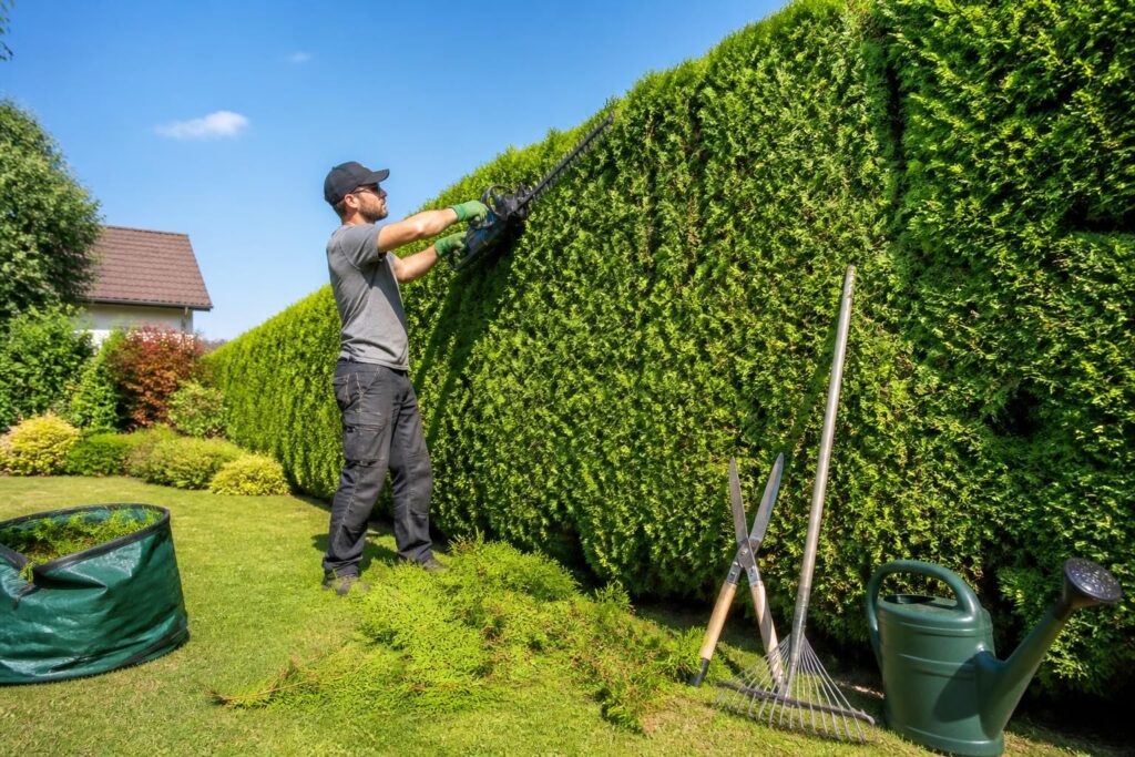 découvrez notre guide complet pour tailler et entretenir vos tuyas, des haies protectrices idéales pour votre jardin. astuces pratiques et conseils d'experts pour une haie saine et bien entretenue.